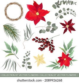 Vector set for Christmas design. Poinsettia flowers, fir branches, berries, wooden wreath, eucalyptus, plants and leaves. Floral design elements on a white background.