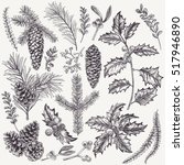 Vector set with Christmas plants. Botanical illustration. Branch of holly, spruce, pine, boxwood, cones. Design elements isolated on white background. Engraving style. 