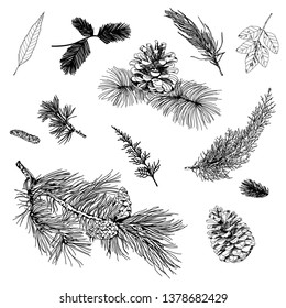 Vector set with Christmas plants. Botanical illustration. Branch of holly, spruce, pine, cones. Design elements isolated on white background. Engraving style.