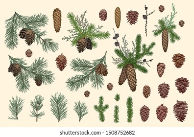 Vector Set With Christmas Plants. Botanical Illustration. Branch   Of Spruce, Pine, Boxwood, Cones. Isolated Design Elements .