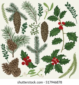 Vector Set With Christmas Plants. Botanical Illustration. Branch Of Holly, Spruce, Pine, Boxwood, Cones. Design Elements Isolated On White Background. Engraving Style. 