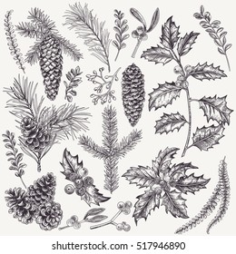 Vector set and Christmas plants  Botanical illustration  Branch holly  spruce  pine  boxwood  cones  Design elements isolated white background  Engraving style  