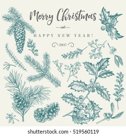 Vector set and Christmas plants  Botanical illustration  Branch holly  spruce  pine  boxwood  cones  Design elements isolated white background  Engraving style 