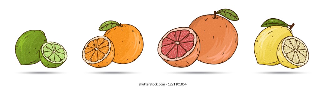 Vector set of citrus fruits (grapefruits, lemons, limes and oranges) isolated on a white background