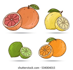 Vector set of citrus fruits (grapefruits, lemons, limes and oranges) isolated on a white background