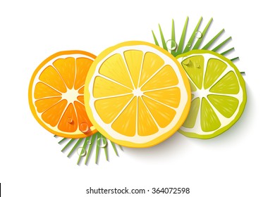 Vector set of citrus fruits. Isolated fruit slices on the white background. Realistic 3D orange, lemon, lime, drops of juice and palm leaves.