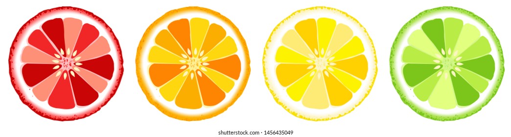 Vector set of Citrus slices - orange, grapefruit, lemon and lime illustration.