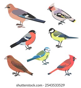 Vector set of city birds. Illustration of winter urban birds, bullfinch, tit, jay and red cardinal isolated on white background.