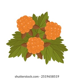 Vector set with cloudberry berry and leaves. Botanical illustration for greeting card and banner. Berries for vitamin tea and jam. Green leaves with ripe berry