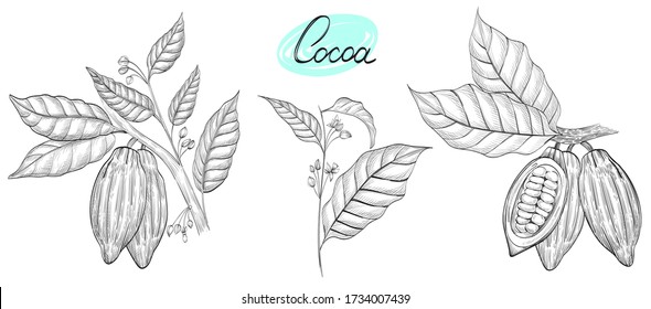 Vector set with cocoa brunches. Hand drawn illustration on the white background.