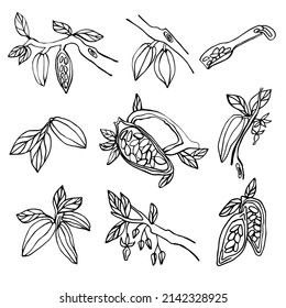 Vector set of cocoa. Doodle collection of cocoa beans, 
 the branches of cocoa trees growing on the branches of cocoa flowers are isolated on a white background.