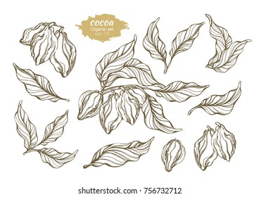 Vector set of cocoa tree branches with leaves and beans. Botanical drawing collection. Line art design. Realistic nature style symbol. Organic food. Sketch illustration isolated on white background 