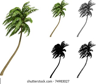 Vector set of Coconut palms
