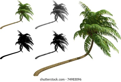 Vector set of Coconut palms