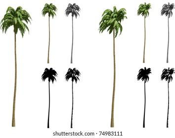 Vector set of Coconut palms