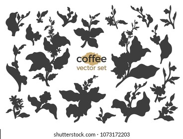 Vector set of coffee tree branch, leaves and bean. Botanical drawing silhouette, nature icon, logo, symbol. Art shape design. Realistic illustration on white background Organic print  Tropical harvest