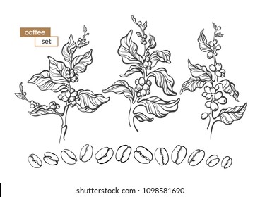Vector set of coffee tree branches with flower, leaves and beans. Botanical drawing, sketch. Line art design. Realistic nature style. Organic illustration. Big collection isolated on white background.