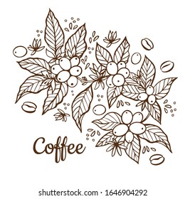 Vector set of coffee tree branches with flower, leaves and beans. Botanical drawing, sketch. Line art design. Realistic nature style. Organic illustration. Big collection isolated on white background.