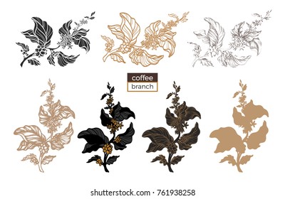 Vector set of coffee tree branches with flower, leaves and beans. Botanical drawing, sketch. Line art design. Realistic nature style. Organic food. Big collection. Illustration on white background 