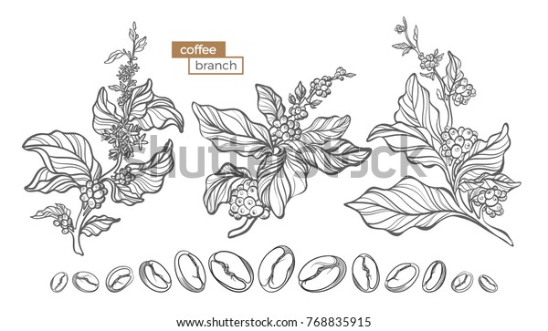 花 葉 豆を持つコーヒーの木の枝のベクター画像セット 植物図 スケッチ ラインアートデザイン リアルな自然のスタイル 有機イラスト 白い背景に大きなコレクション のベクター画像素材 ロイヤリティフリー
