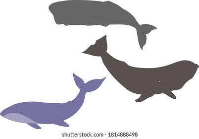 vector set collection blue and grey whales, cachalot, mammals