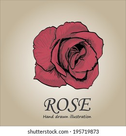 Vector set: collection of Rose hand drawn