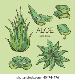 Vector set: color aloe. hand drawn