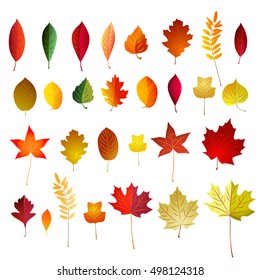 Vector set of color autumn fallen leaves on white background .