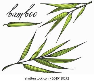 Vector set with color bamboo