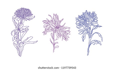 Vector Set of Color Flower Asters with leaves Art nouveau