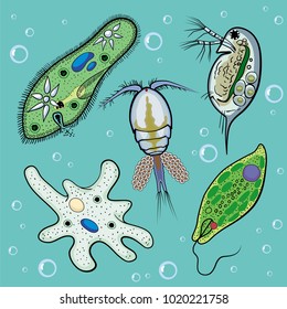 Euglena On Microscope Images Stock Photos Vectors Shutterstock