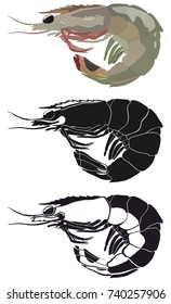 Vector set of color picture of shrimp, her black and white silhouettes isolated on white background. Inhabitants of the sea.