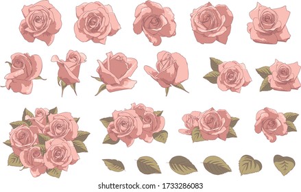 Vector set of Color Roses
