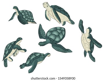 Vector set of color sea turtle isolated white background