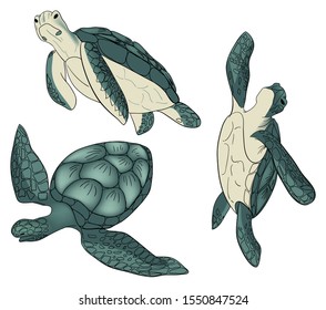 Vector set of color sea turtle isolated white background