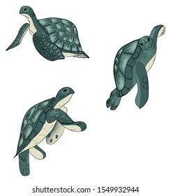 Vector set of color sea turtles isolated white background