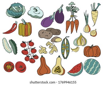 Vector set of color vegetables for the menu of tomatoes, pumpkins, potatoes, eggplant, peas, ginger, carrots, onions, garlic, peppers, sweet peppers, cabbage, watermelon, cucumber, patison