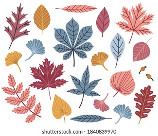 Vector set of colored autumn leaves from different trees: maple, chestnut, oak, ginkgo, willow, and sweetgum. Collection of fall elements. Floral design. Isolated on white.