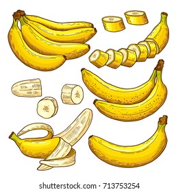 Vector set of colored bananas. Tropical symbols. Hand drawing illustrations. Banana tropical exotic fruit in hand draw style