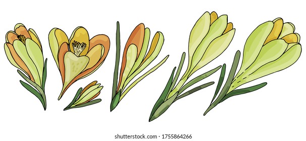 vector set of colored botanical element, contour, freehand drawing, yellow garden crocuses