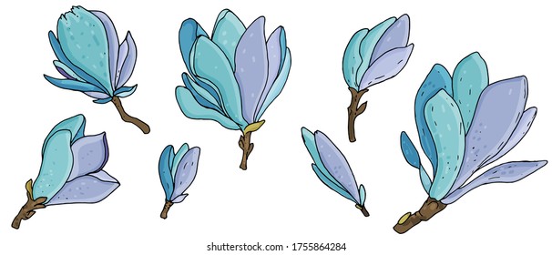 vector set of colored botanical element, contour, freehand drawing, tender blooming magnolias blue