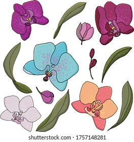 vector set of colored botanical element, contour, freehand drawing, tender blooming and buds Phalaenopsis orchid, blue and peach, lilac