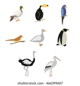 Vector set of colored cartoon birds isolated on white background. Set of colorful flat birds icons of ostrich, penguin, nightingale, duck, stork, toucan, parrot, goose