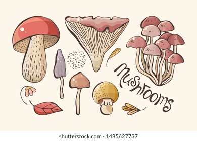 Vector set of colored forest mushrooms. Hand draws.  Inscription. Assortment of mushrooms, white mushroom, honey mushrooms, chanterelles, boletus sketch food pattern isolated on background. 