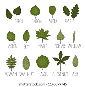 1,261 Hazel ash Images, Stock Photos & Vectors | Shutterstock