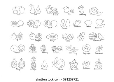 Vector set of colored hand drawn fruit and berries icons. Doodle set of different cut fruits and berries. Healthy food. Exotic fruits. Collection of fruits and berries