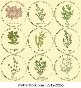 Vector set of colored herbs. Stamp colored herbs set. Vector illustration 