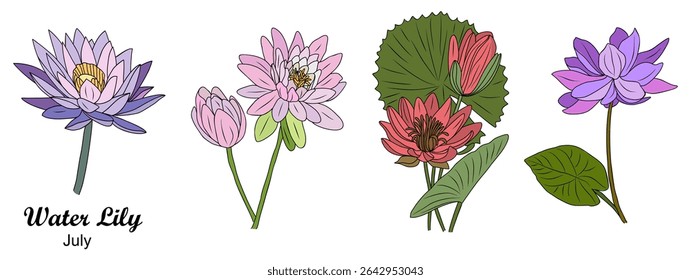 Vector set of colored ink sketch drawings of Lotus and Water Lily flowers, symbolic July birth month flowers. Elegant botanical illustration isolated on white background.