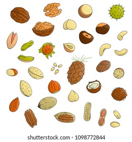Vector set of colored nuts. Collection of  isolated bright hazel nut, walnut, pistachio, almond, coconut, pecan, peanut, pine nut, macadamia, cashew. Food illustration in cartoon or doodle style