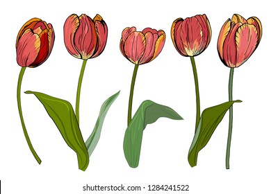 Vector set of Colored pink orange tulips flowers. Hand drawn detailed engraved illustration. Good for Easter, Woman day, Valentine greeting cards, sale flyer, wedding invitation. 